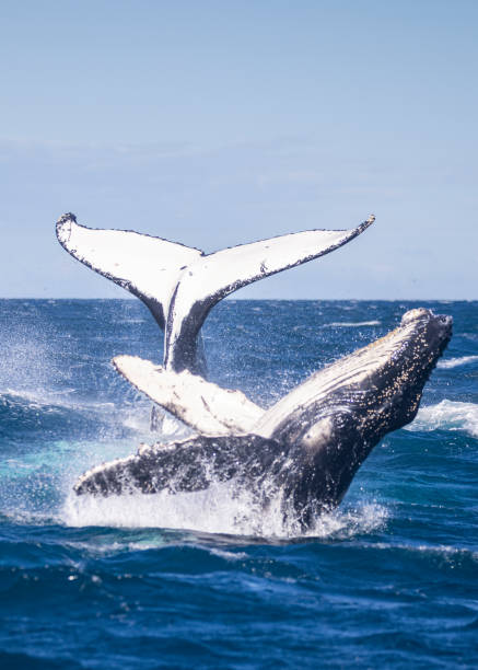 Humpback whale calf photobombs its mother tail slapping Humpback whale calf photobombs its mother tail slapping on southern migration, Sydney, Australia photo bomb stock pictures, royalty-free photos & images