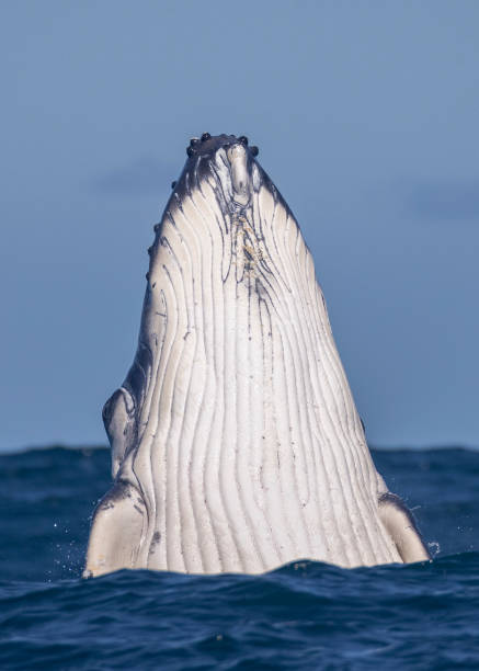 Humpback whale calf breaching, Sydney, Australia Humpback whale calf breaching, Sydney, Australia baleen whale stock pictures, royalty-free photos & images