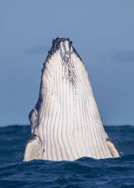 Photo of Humpback whale calf breaching, Sydney, Australia
