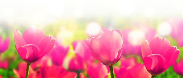 istock Purple tulips on abstract colorful spring background with bokeh effect. Abstract composition of fresh spring nature. 1366255017