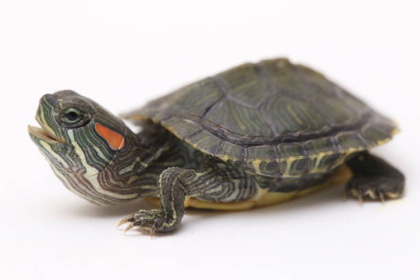 istock Red-eared Slider turtle isolated on a white background. 1366255188