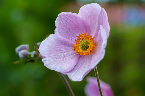 Detailed close up of a beautiful pink Anemone flower, Eriocapitella tomentosa with a vibrant yellow and orange colored center