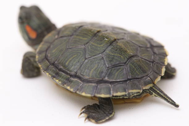 istock Red-eared Slider turtle isolated on a white background. 1366255410