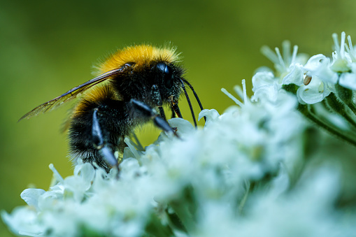 Detailed close up of a furry bumblebee collecting nectar on a white cow parsley flower