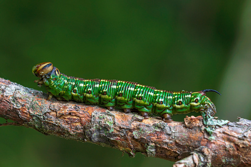 Detailed close up of  a green caterpillar or larva of the Pine hawk moth, crawling on a branch