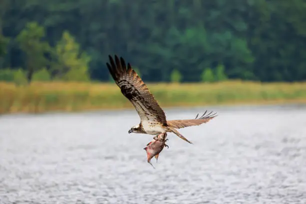 Photo of Hunting osprey with fish with trees background