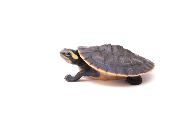 istock Red-bellied Shortneck Turtle isolated on white background 1366258222