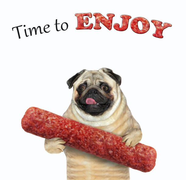 dog pug holds dried sausage - smoked tongue imagens e fotografias de stock