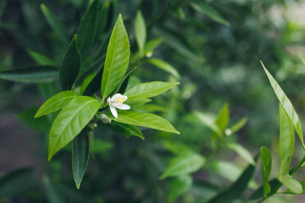 primo piano di un bocciolo di un albero di mandarino in fiore. - petal bud plant agriculture foto e immagini stock