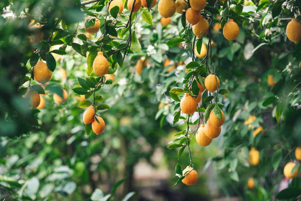 istock ripe yellow-orange Meyer lemons on a lemon tree. 1366261195