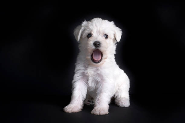 istock Very cute maltese terrier puppy dog 1366262644