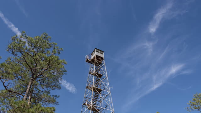 Time-lapse of tall pine tree and fire tower with clouds and contrails moving in blues sky