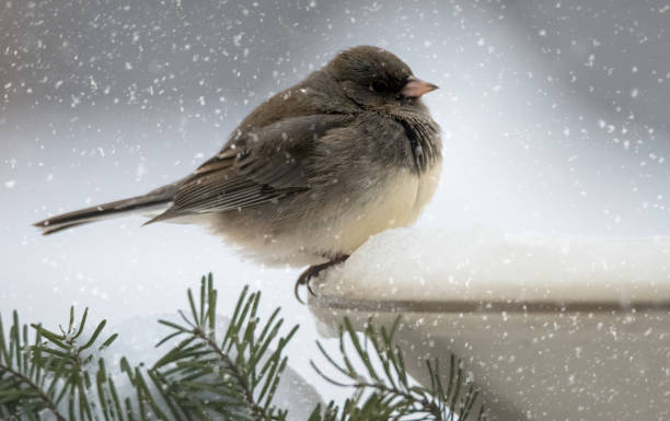 Junco songbird in snowstorm stock photo