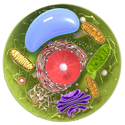 3d plant Cell structure