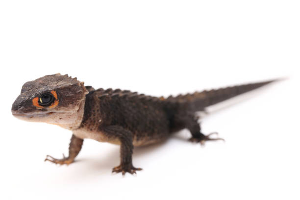 istock Red-Eyed Crocodile Skinks lizard isolated on white background 1366264212