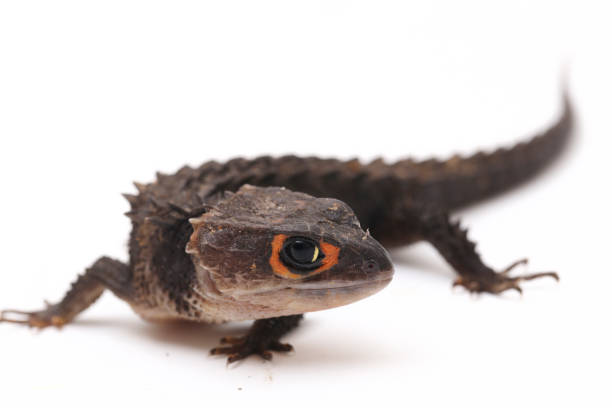 istock Red-Eyed Crocodile Skinks lizard isolated on white background 1366264218