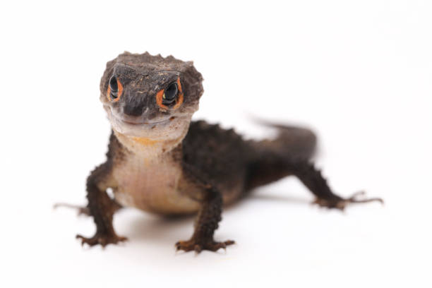 istock Red-Eyed Crocodile Skinks lizard isolated on white background 1366264228