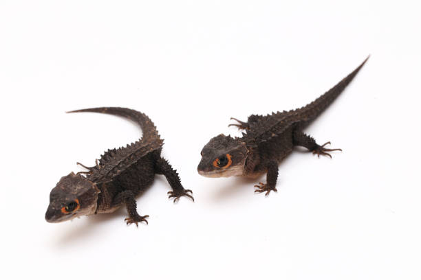 Red-Eyed Crocodile Skinks lizard Tribolonotus Gracilis  isolated on white background