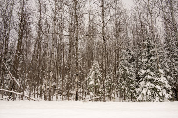Forest in the middle of winter. Variety of trees at the edge of woods. Outdoor landscape