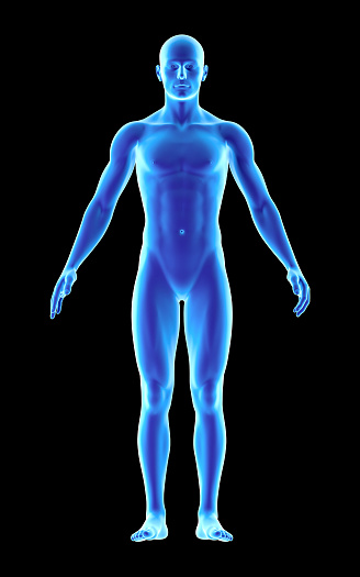 3D illustration of human anatomy of an ectomorph body. Muscles in highlight. Great to be used in medicine works and health. Isolated on a black background.