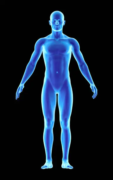 Photo of 3D illustration of human anatomy of an ectomorph body