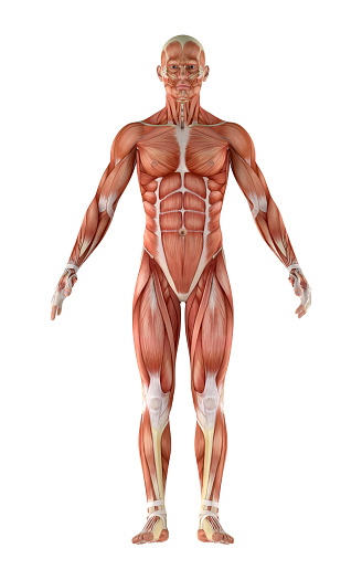 3D illustration of human anatomy of an ectomorph body. Muscles in highlight. Great to be used in medicine works and health. Isolated on a white background.