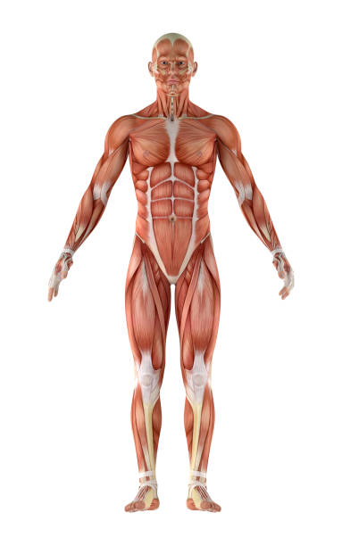 3D illustration of human anatomy of an ectomorph body 3D illustration of human anatomy of an ectomorph body. Muscles in highlight. Great to be used in medicine works and health. Isolated on a white background. 3d human muscle stock pictures, royalty-free photos & images