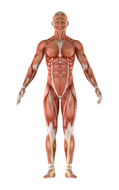 3d иллюстрация анатомии тела эктоморфа человека - человеческий мышца стоковые фото и изображения