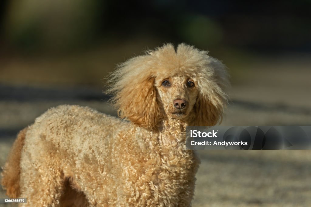 Portrait of a standard poodle Close shot of a cream colored standard poodle. Dog Stock Photo