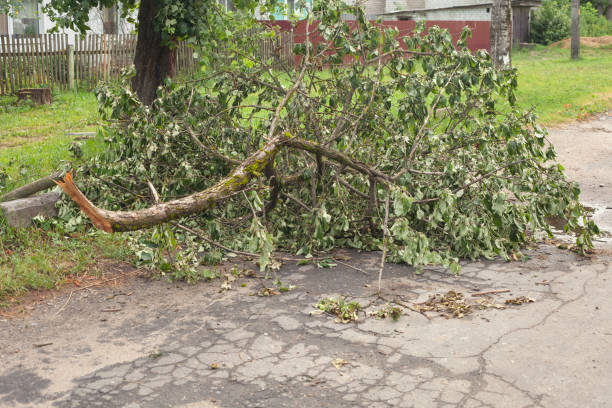 una rama de un árbol roto con follaje verde en el camino - tree removing house damaged fotografías e imágenes de stock