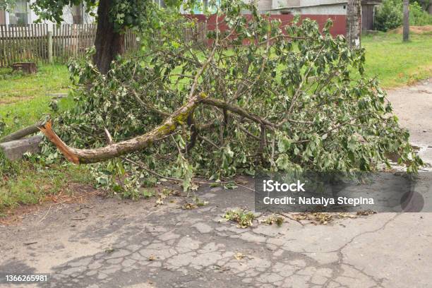 A Branch Of A Broken Tree With Green Foliage On The Road Stock Photo - Download Image Now