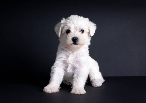istock Very cute maltese terrier puppy dog 1366267058