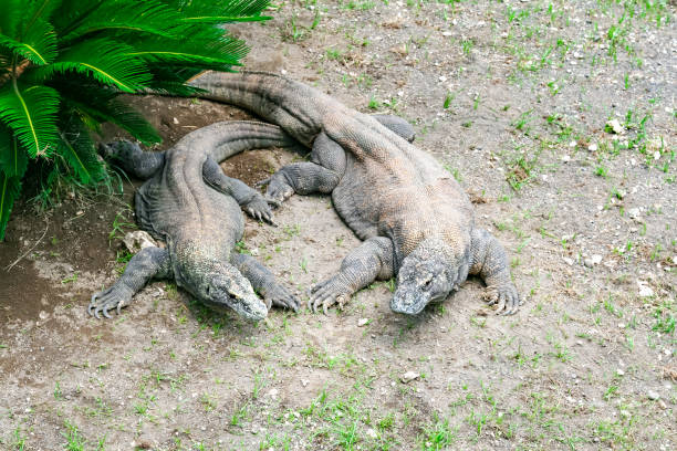Komo Dragons at Taman Safari Indonesia, Bali