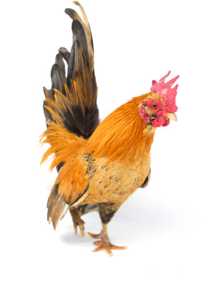 istock Rooster bantam chicken isolated on white background 1366269023