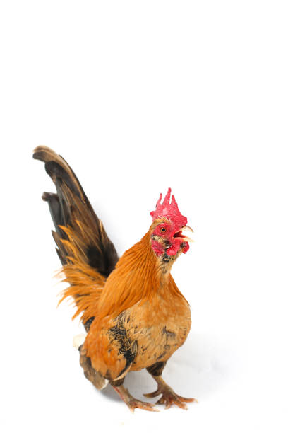 istock Rooster bantam chicken isolated on white background 1366269046