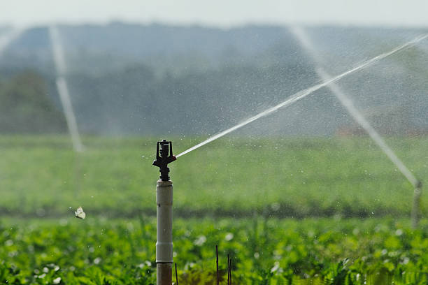 istock Water sprinkler and butterfly 136626911