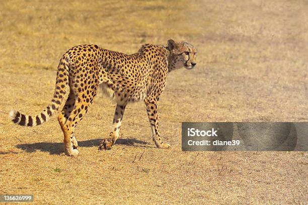 Foto de Guepardo Na Prowl e mais fotos de stock de Andar - Andar, Animais caçando, Animais de Safári