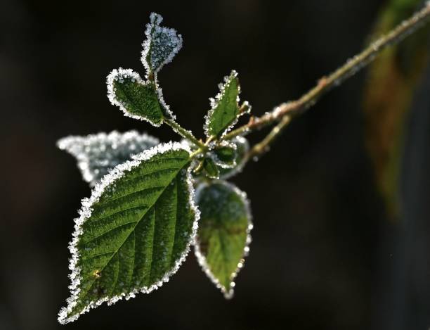 istock Frozen evergreen foliage on a winter morning 1366270629