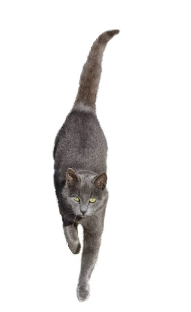 istock cat grey shorthair looking at camera