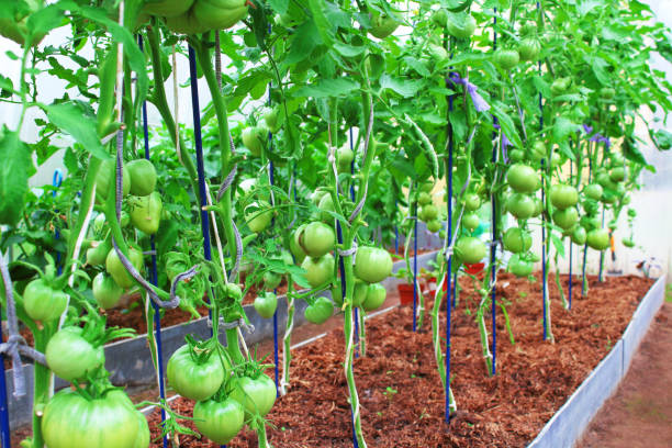 tomatoes tied with a rope in the greenhouse. close-up. background. - greenhouse industry tomato agriculture imagens e fotografias de stock