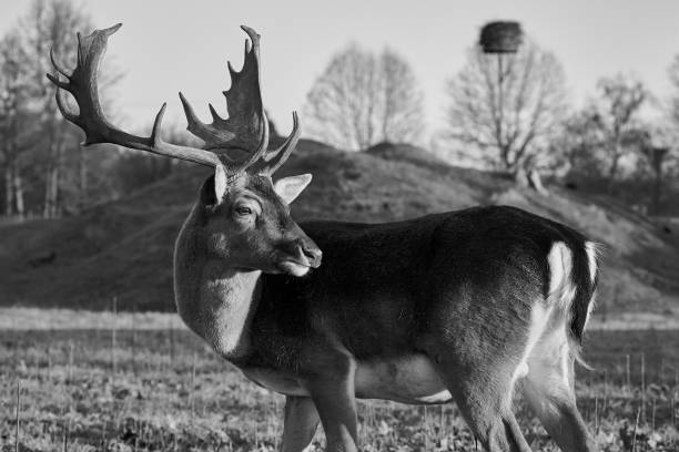 istock Side view of a male Fallow Deer with antlers (Dama dama) on forest edge 1366270831