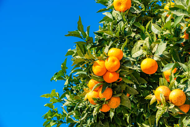 cumquatkumquat