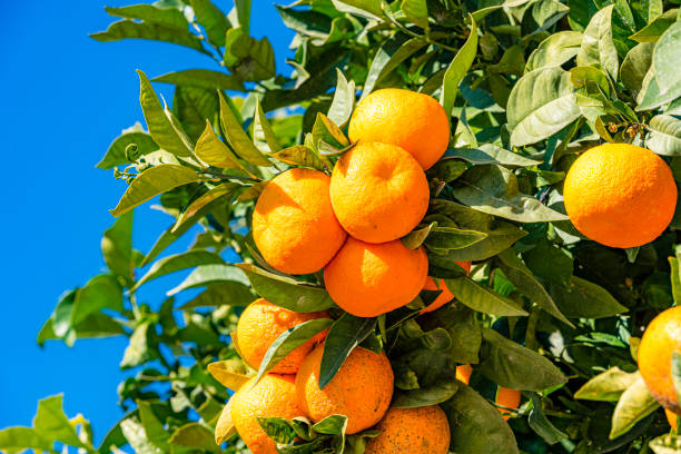 Fruits and vegetables: ripe organic oranges hanging from tree branch shot against deep blue sky.
