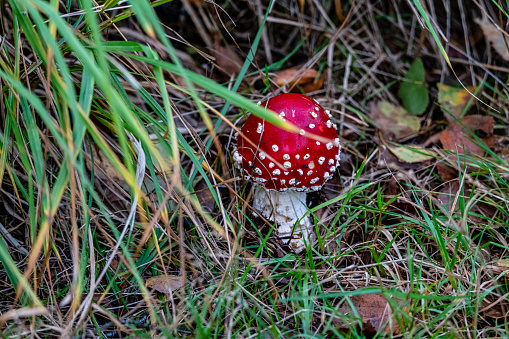 Close-Up Of Fly Agaric mushroom on Field - Germany