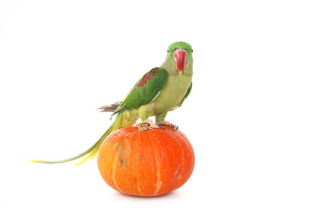 istock Big green ringed or Alexandrine parrot on white background 136627249