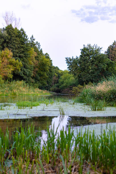 istock beautiful river bank in the forest in summer 1366272714