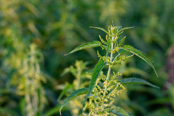 istock big beautiful green cannabis bush 1366272728