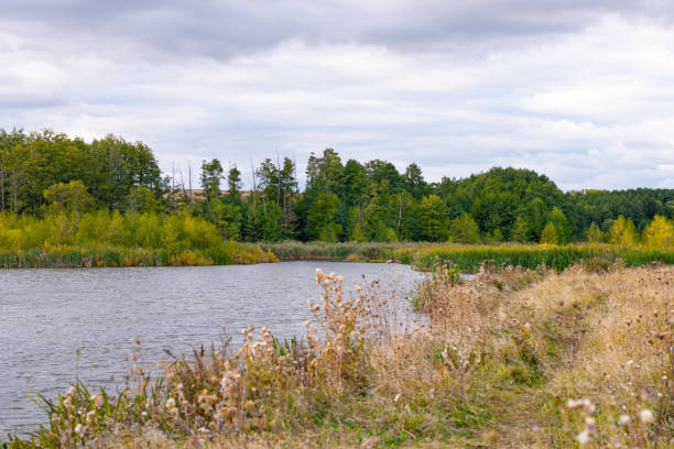istock beautiful river bank in the forest in summer 1366272871