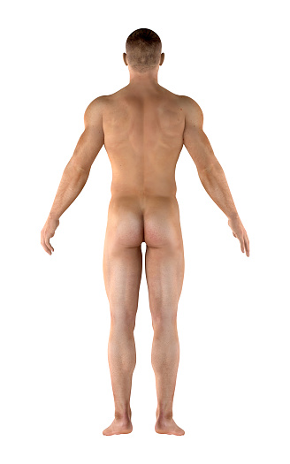 3D illustration of human anatomy, of an mesomorph body of a man. Great to be used in medicine works and health. Isolated on a white background.