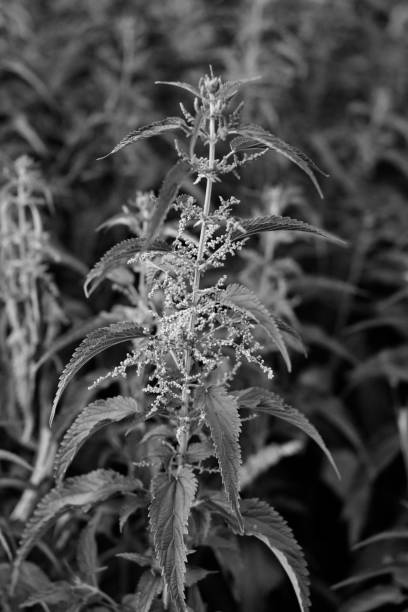 istock black and white large beautiful green cannabis bush 1366273099